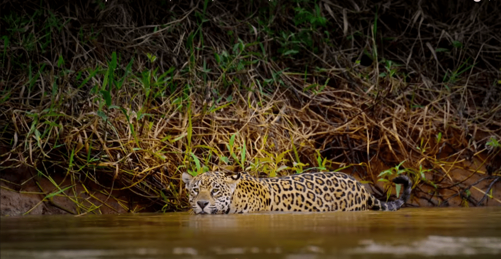 The Americas Docuseries: Tom Hanks Takes You on the Ultimate Wild Safari Adventure of a Lifetime!