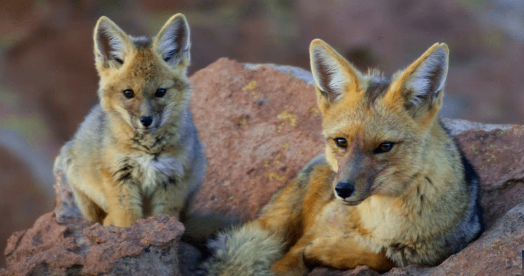 The Americas Docuseries: Tom Hanks Takes You on the Ultimate Wild Safari Adventure of a Lifetime!